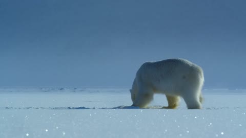 Polar bear steals a baby seal