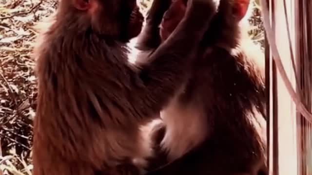 Funny Cute Monkey Videos Compilations 2022