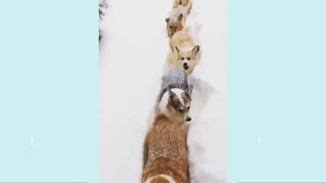 corgi buddies lineup