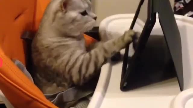 Funny and Cute Cat Videos #292