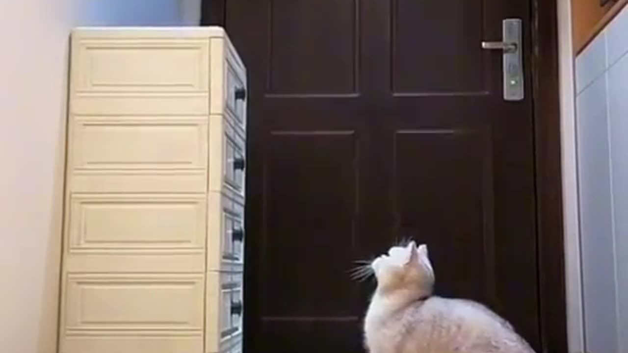 Funny Cat videos