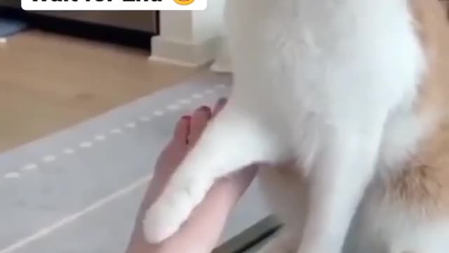 Cat bites her own boss