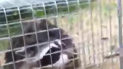 Raccoon in cage jumps at two girls trying to feed it