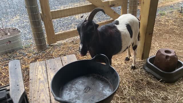 Goats Supper Time!!! 06.2021