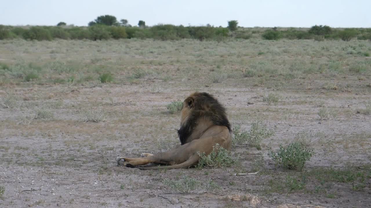 Male lion resting and yawning at savanna of Central Kalahari Game Reserve, Botswana