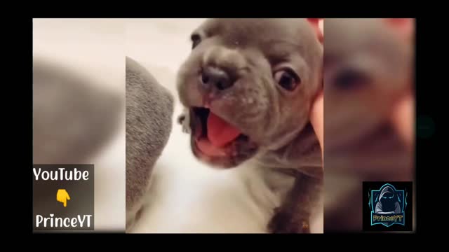 So Funny Cute Baby dog 🤣 Just Amazing 😍 Watch now 😛