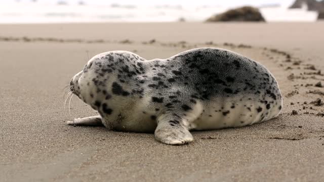 A small sea lion