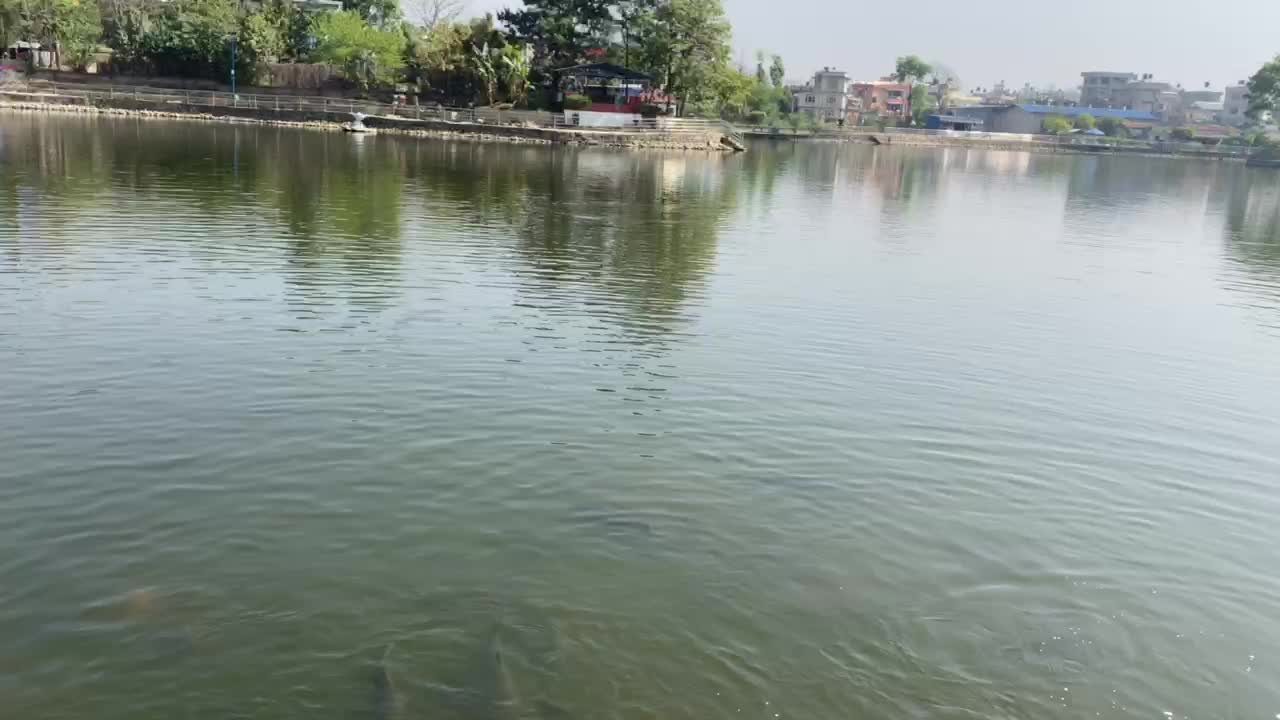 Feeding Fish at Taudaha lake