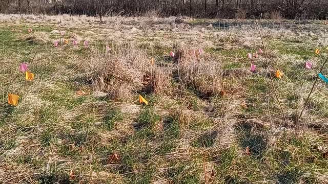 Sugar Bush: Maple Tree Nursery? Coppice System?