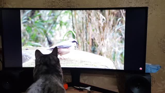 Cat watching TV from Hash.