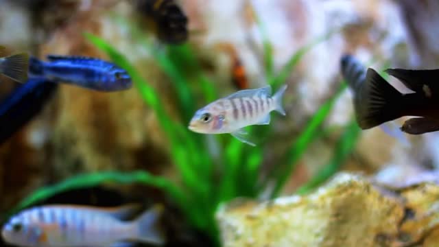 Fish Inside Aquarium swimming and showing their beauty