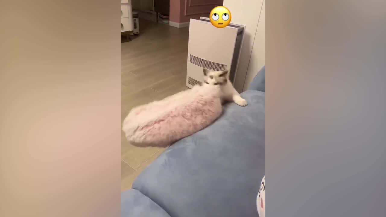 Cat trying to get its nest on the sofa