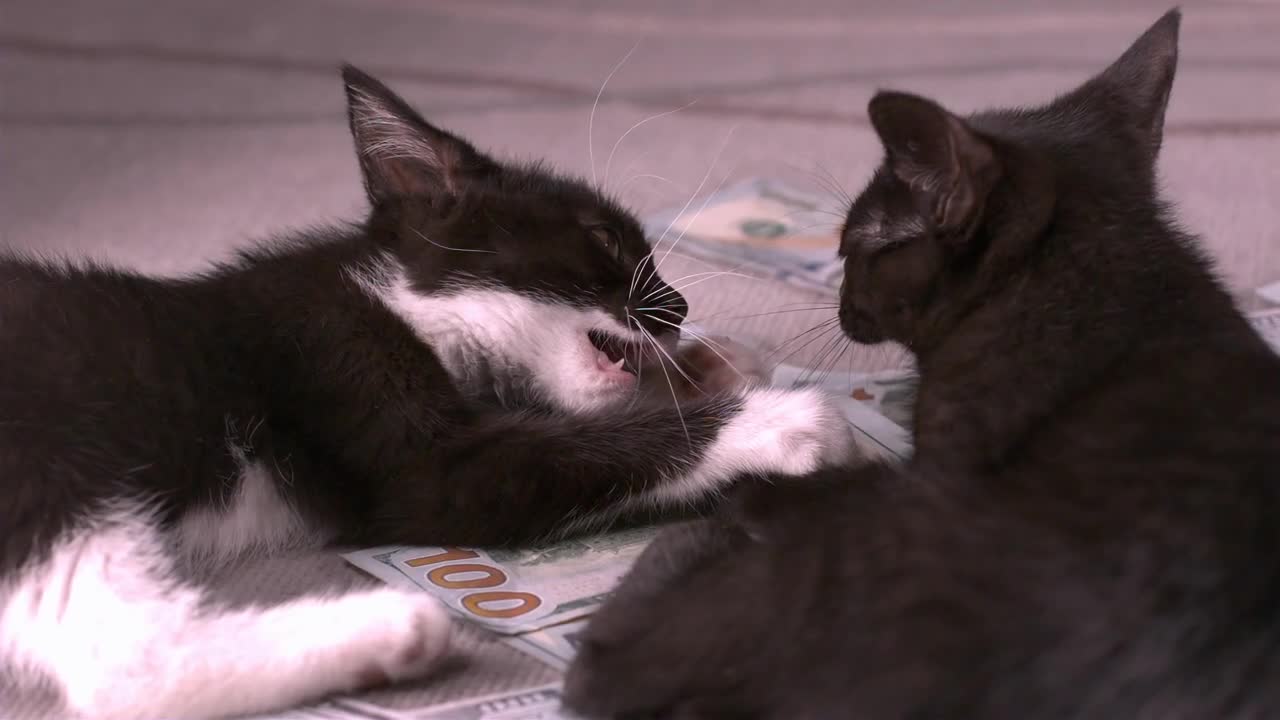 Two kittens fighting over money slow motion