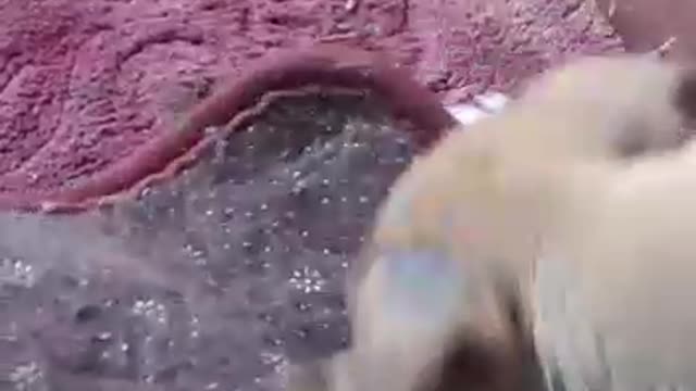 Adorable little puppy playing