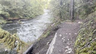 Hiking Steep Salmon River Overlook Trail – Salmon Huckleberry Wilderness – Mount Hood – 4K