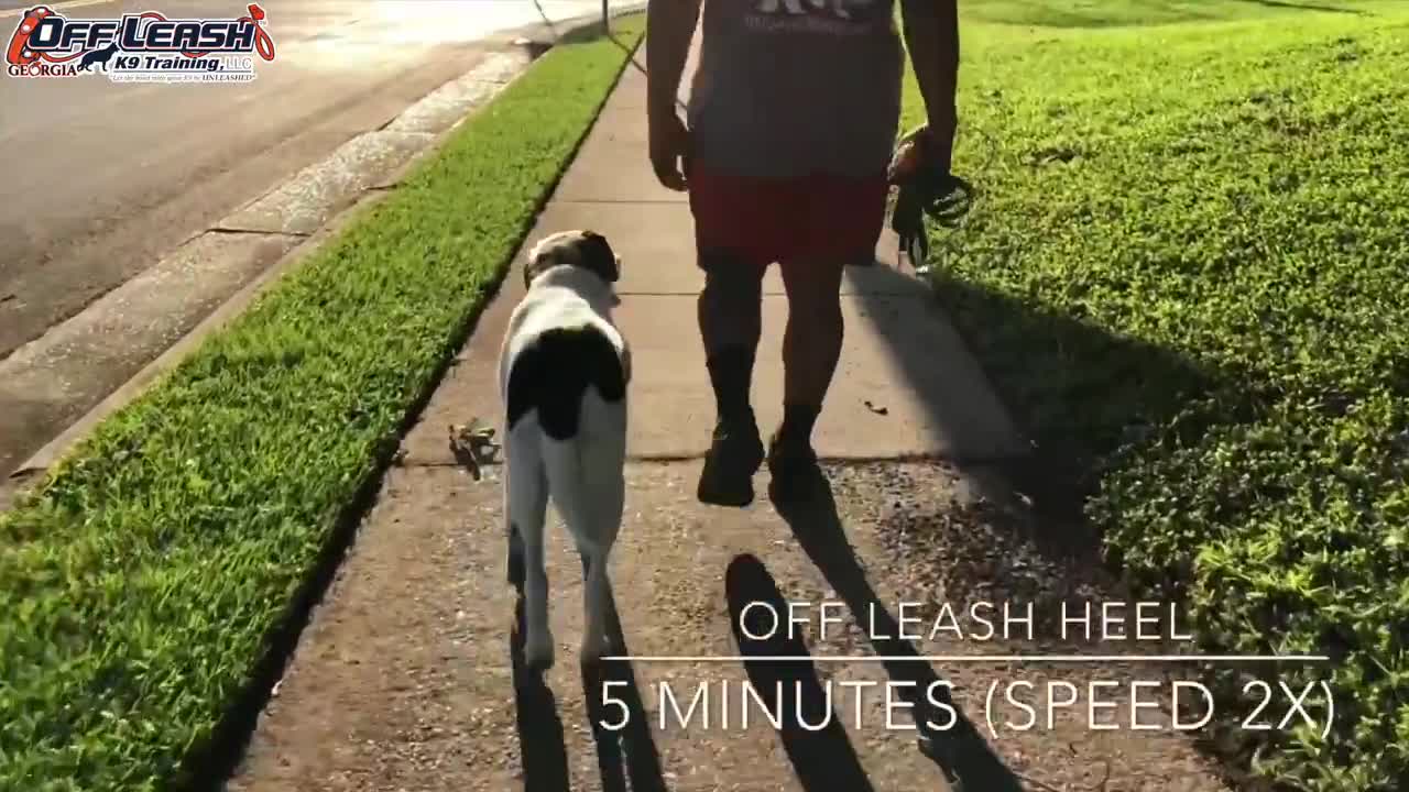 See the changes on a bull arab 'gunner' before and after going through dog obedience training