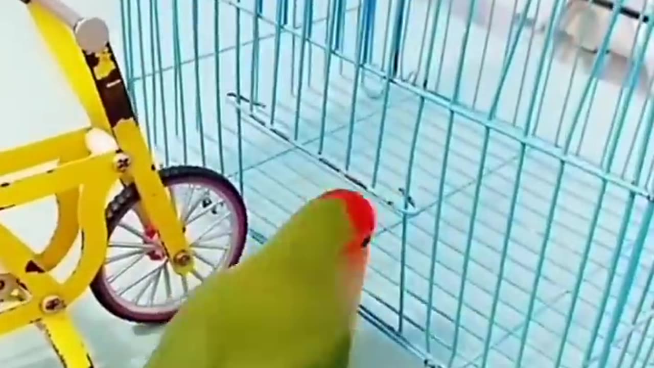 Parrot smart 😂🤣 show #parrotshorts #shorts