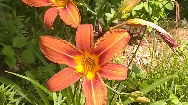 Tiger Lily