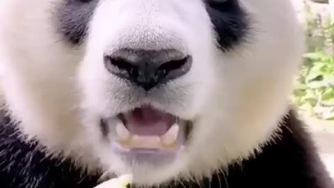 look at this cute panda eating