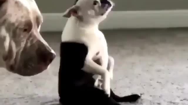 Sound On Is he really dancing