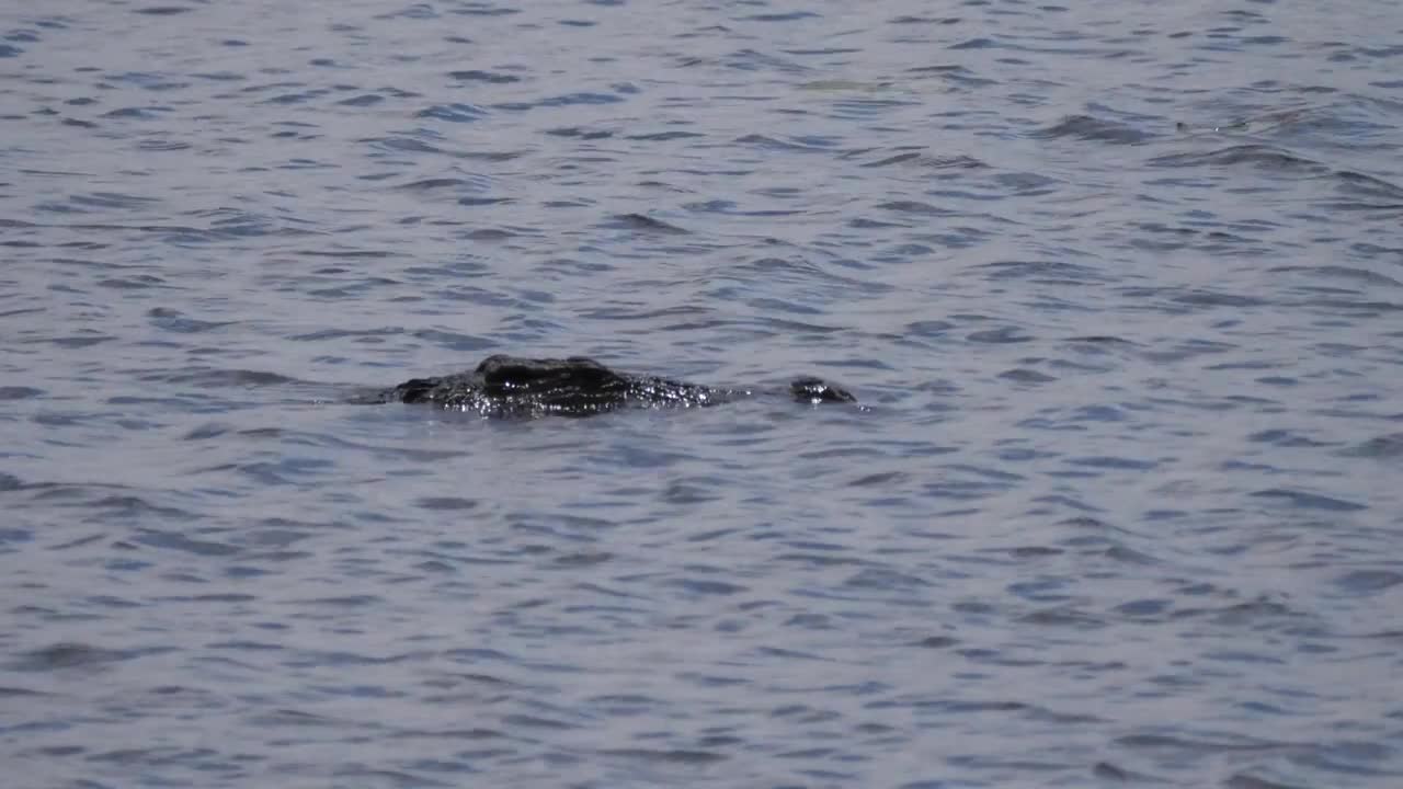 Crocodile in a lake at Khaudum National Park, Namibia