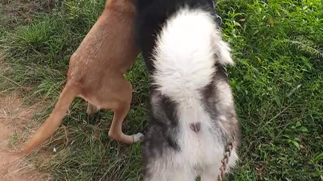 Stray dog exciting to make new friends with husky