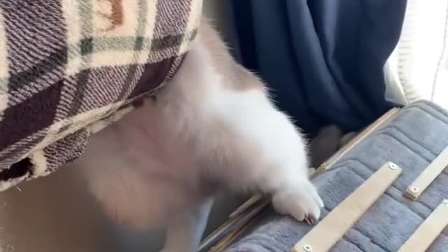 This cat is too long to get up on its hind legs