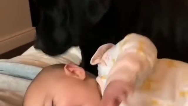 Cute Dog Playing With Baby