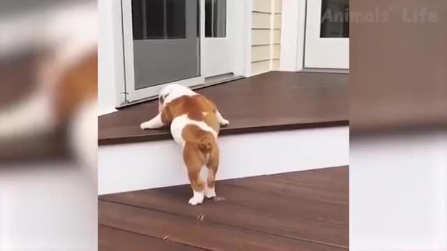 Dog's too Fat to Climb 🤣😂