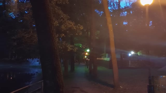 The woods