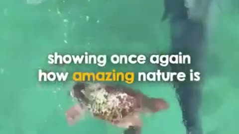 When Tiger Shark Attacked Turtle... #shorts #shortsvideo #video #viral