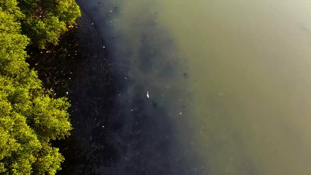 From Above Footage Of An Egret Walking On Murky Water Close To The Mangroves and Flying Away