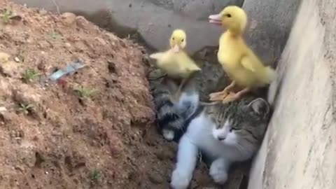 Baby Cats and baby chick - Cute and Funny Baby Cat Videos Compilation
