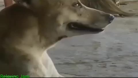 Dog Crying🥺🥺 | pets | Don't hurt animals | Dogs | Cute dog