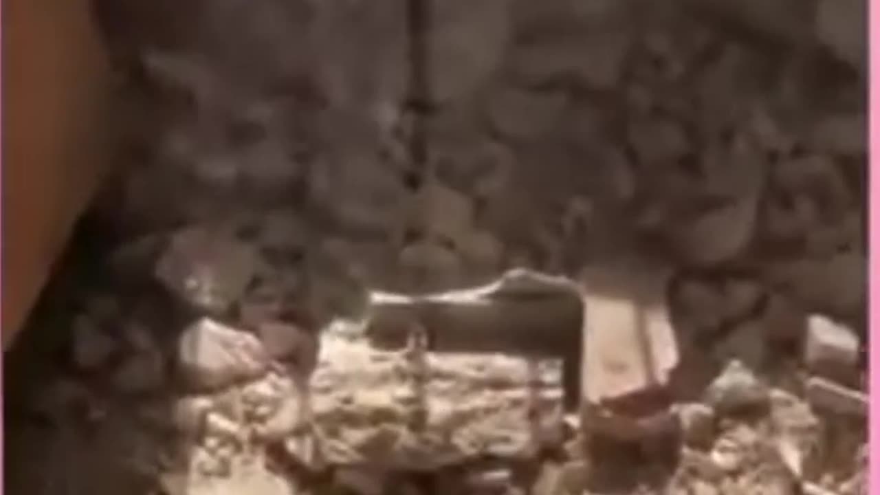 funny videos
