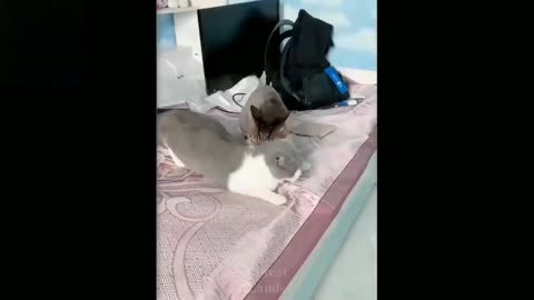Funny Animals 🐧 - Best Of The 2024 Funny Animal Videos 😁 - Cutest Animals Ever.mp4-Prt5