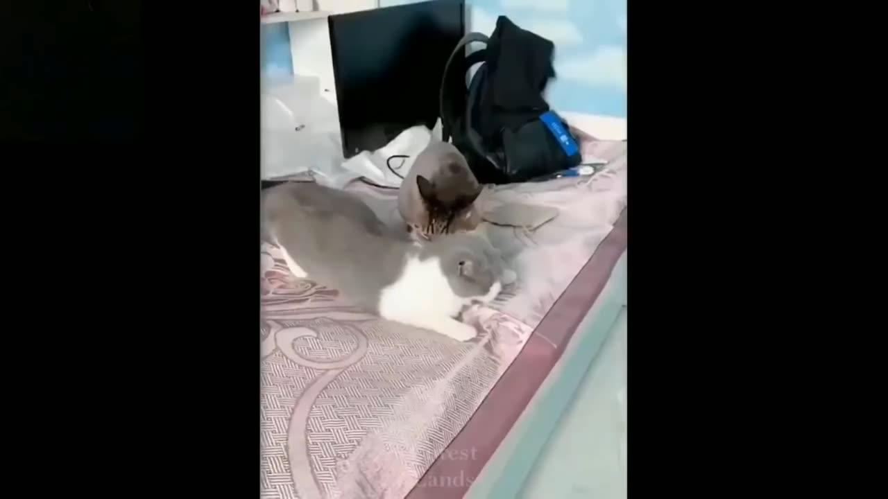 Funny Animals 🐧 - Best Of The 2024 Funny Animal Videos 😁 - Cutest Animals Ever.mp4-Prt5
