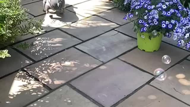 Bulldog Vs Bubbles