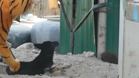 Hilarious Pranks on Dogs!!! 😂😂😂😂