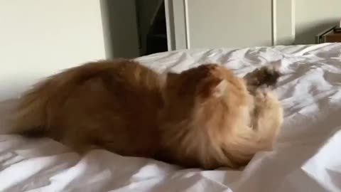 Cat funny jokes
