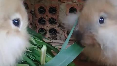 cute Bunnies cheering up