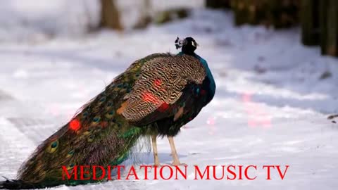 Relaxing Music | Sleeping, Meditation, Stress Relief | [6275] ⭐️