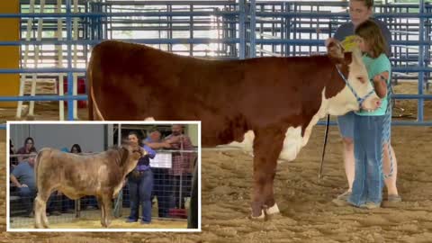 Getting Ready…✨Taylor Orrell Mentoring 🌟Kara Beth Sledge and 🐮MILLIE 1022H