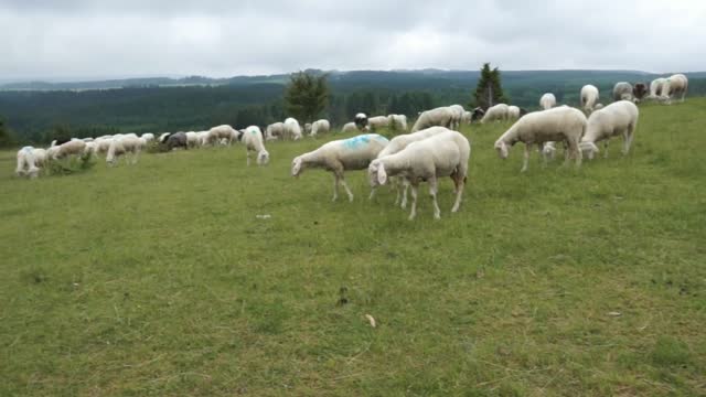 Sheep At A Farm