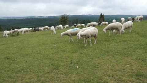Sheep At A Farm