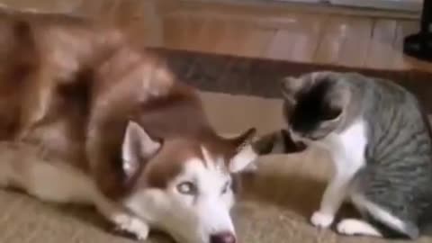 Cat troubles dog