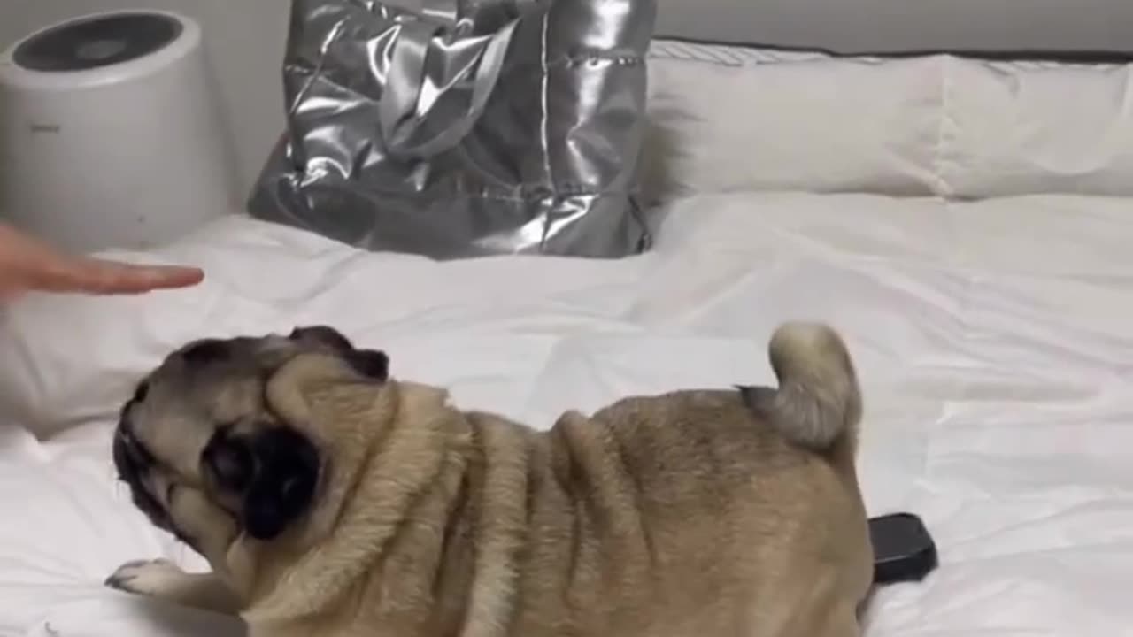 Pug funny video