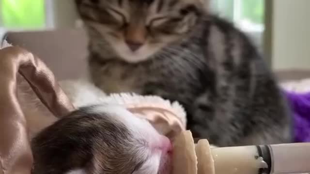 Newborn kitten feeding