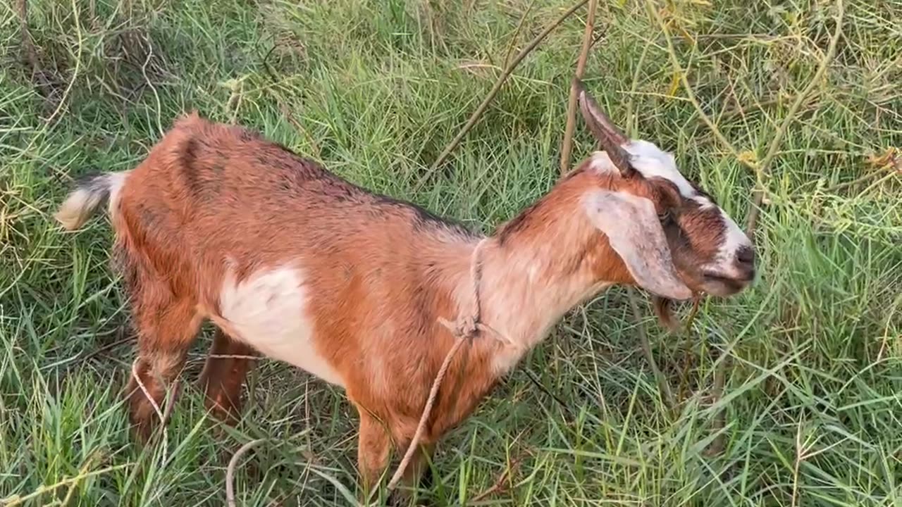 beautiful and love goat, so cute1a