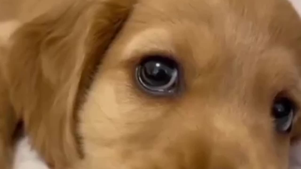 Funniest Animals 2023 😄 Best Cats and Dogs Videos 😹🐶 Part 7